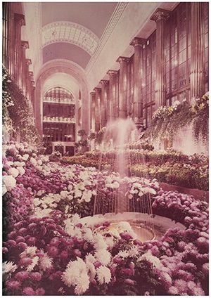 In 1972 the City of Pittsburgh moved Phipps Fall Flower show to the City-County Building. It would return to Phipps Conservatory in 1975.