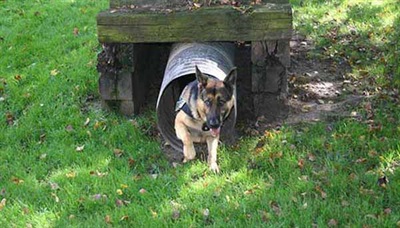 K9 dog running obstacle course training.